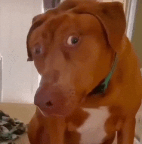 Shocked Dog GIF