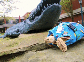 Turtle Carl GIF by Allegheny College