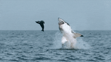 Discovery GIF by Shark Week