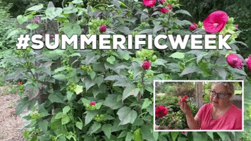 Gardenchat GIF
