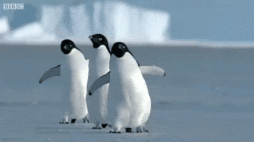 Animated Penguins GIFs - Find & Share on GIPHY