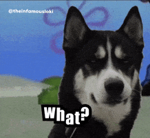 What Meme GIF by Loki