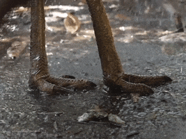 Zoo Beat The Heat GIF by Storyful