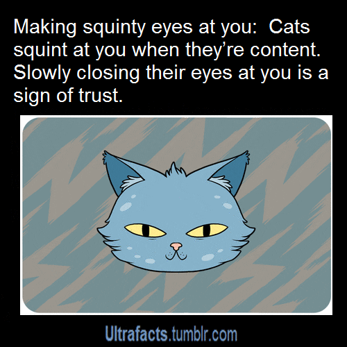 Text gif. A cartoon cat squints and blinks. Text, "Making squinty eyes at you. Cats squint at you when they're content. Slowly closing their eyes at you is a sign of trust."