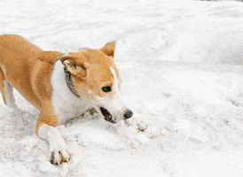 TIRZA photography & visual concepts GIF