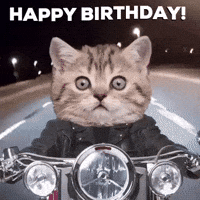 Happy Birthday Cat Gifs Get The Best Gif On Giphy