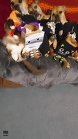 Dogs Snuggle Up With Cat for Halloween Movie Night