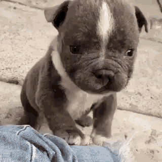 Puppy Wave Hi GIF by MOODMAN - Find & Share on GIPHY