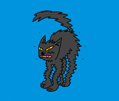 Illustrated gif. Black cat on a blue background hisses at us in a spooked stance, its fur spiky and quivering. Three black lines on either side of the cat pop out, animated, for emphasis.