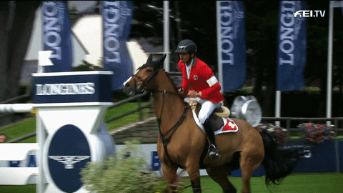 Image result for equestrian gif
