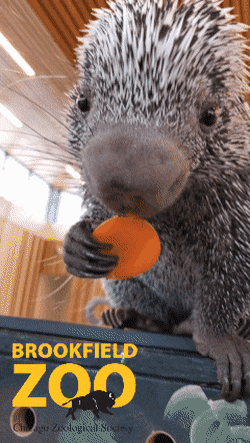 Food Snack GIF by Brookfield Zoo