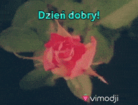 Dziendobry Gifs Get The Best Gif On Giphy