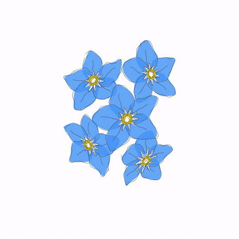 forget-me-not meme gif
