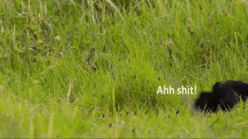 Spiders GIF