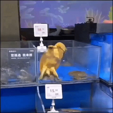 Noiruf GIF