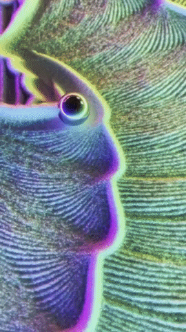 The Real Magic House GIF