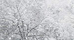 Video gif. Black and white barren tree in the forest. Large Snowflakes gracefully fall down in droves, covering each limb of the tree. 