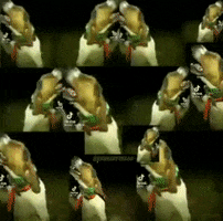Perro GIF