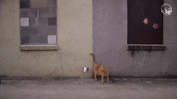Cat Robot GIF by Eternal Family