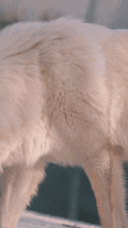 Arctic Wolf GIF by Valley Zoo Development Society