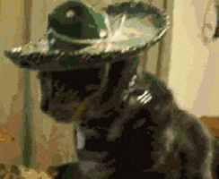 Video gif. A gray striped tabby cat in a tiny sombrero looks quizzically at us and asks "Que?"