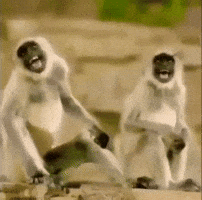 Vervet Monkey GIF