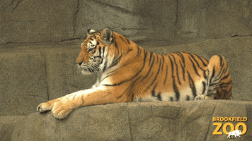 Morning Reaction GIF by Brookfield Zoo