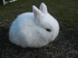 bunny sitting GIF