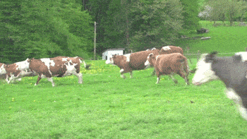 Menciona dos películas donde salgan vacas