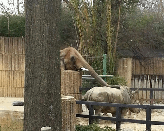 elephant rhinoceros GIF