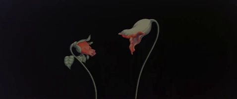 Flowers Emptyspaces GIF