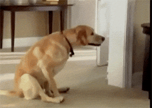Gifofdogs Scooting Dog GIF by Rover.com