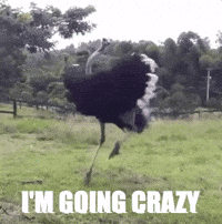 Crazy 4 You Gifs Get The Best Gif On Giphy Crazy 4 You Gifs Get The Best Gif On Giphy