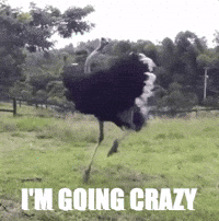 No Ordinary Pleople Crazy For This Gilr Gifs Get The Best Gif On Giphy