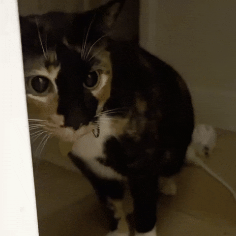 Cat Hissing GIF