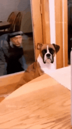 Dog GIF