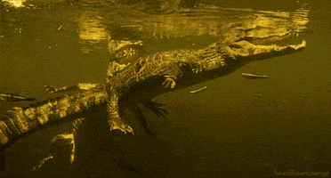 planet earth live crocodile GIF by Head Like an Orange