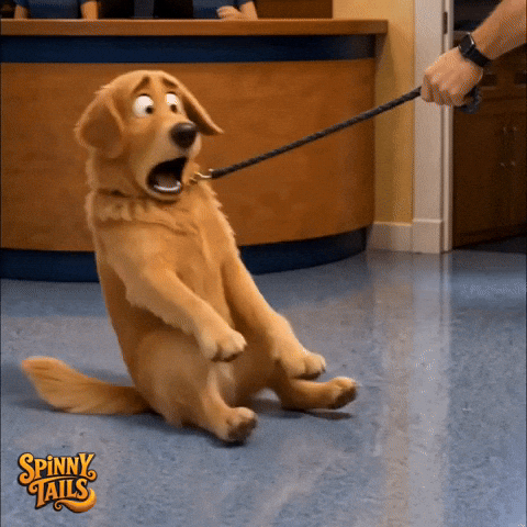 Golden Retriever No GIF