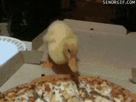 excited duck GIF