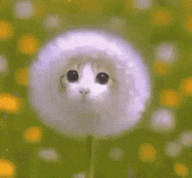 Cat Freaking GIF by Respective