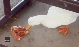 Pizza Duck GIF by Storyful