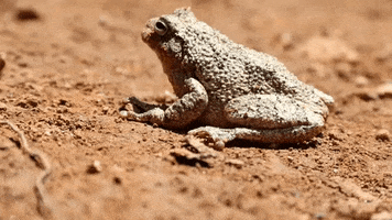 Bull Frog GIF by JC Property Professionals