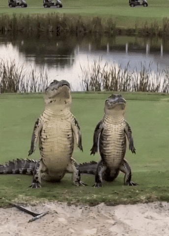 Golf Course Dancing GIF