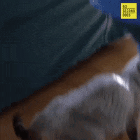 Animal Rescue Reaction GIF by 60 Second Docs