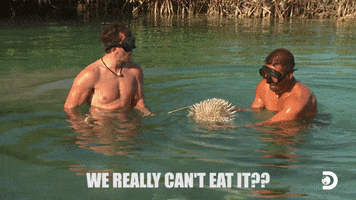 Hungry Discovery Channel GIF by Discovery