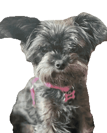 Casey Yorkiepoo Sticker by Shelly Saves the Day