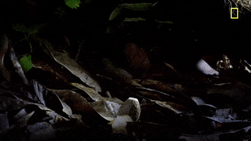 Nature Is Lit GIF by giphydiscovery