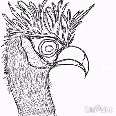 Ibist Ornithology Artanddesaign GIF