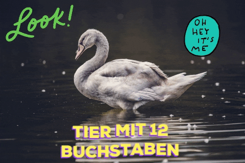 Lustige Tiere GIFs Get the best GIF on GIPHY