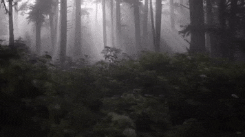 uviccampuslife forest mystery fog sacred GIF